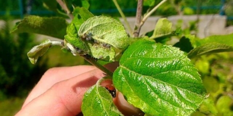 Kako se riješiti lisnih uši na šljivi